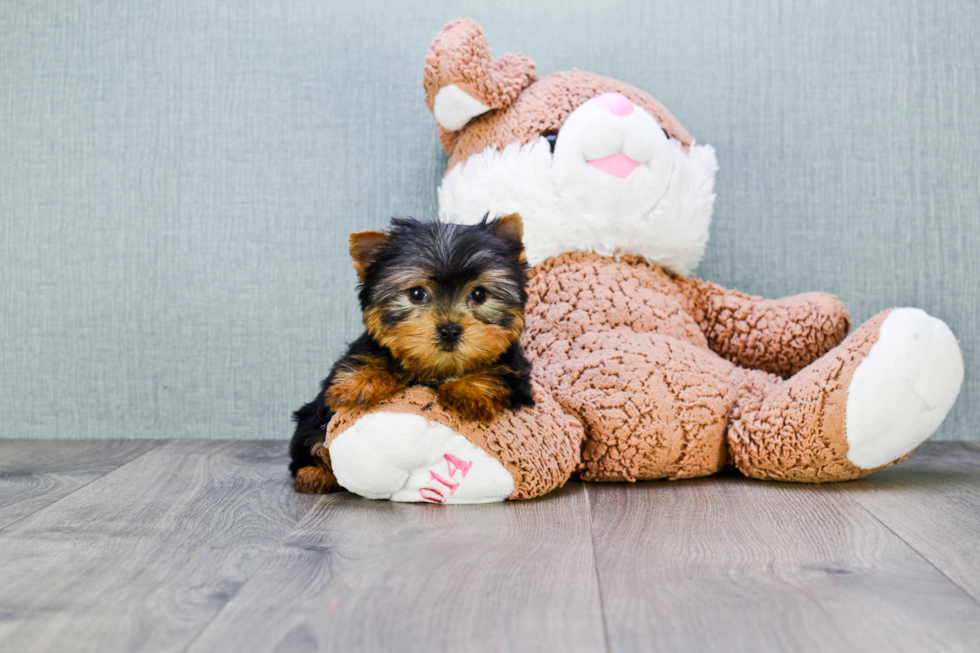 Meet Trigger - our Yorkshire Terrier Puppy Photo 