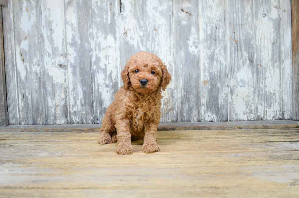 Little Golden Retriever Poodle Mix Puppy