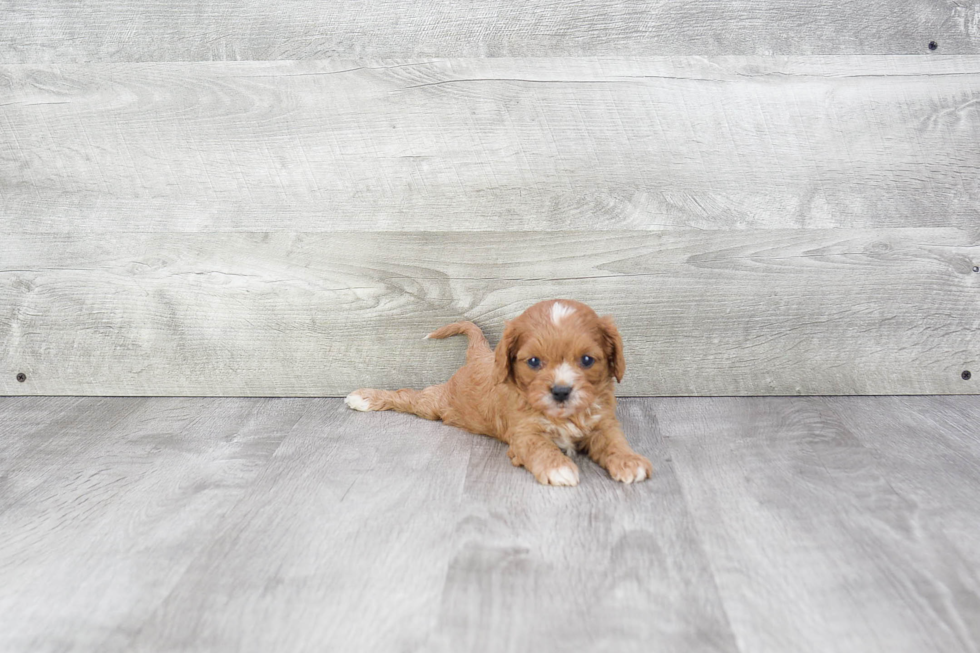 Energetic Cavoodle Poodle Mix Puppy