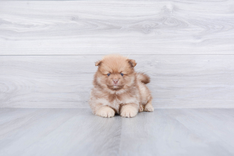 Hypoallergenic Pomeranian Baby