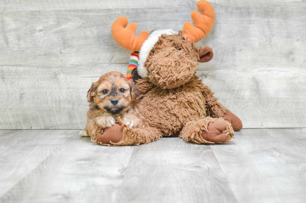 Popular Teddy Bear Designer Pup