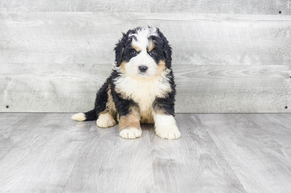 Little Mini Berniedoodle Poodle Mix Puppy