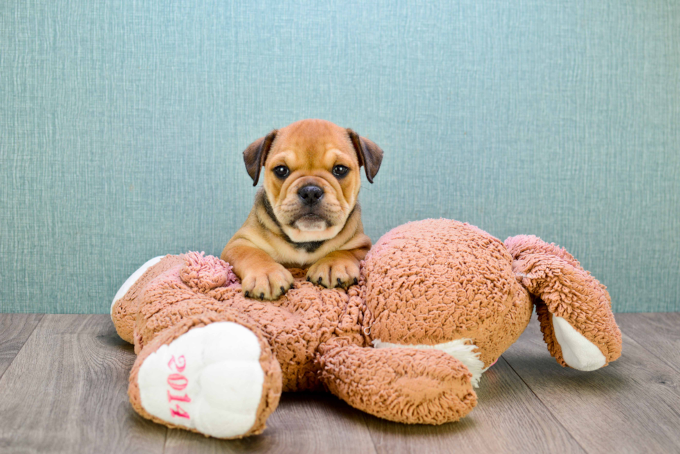 English Bulldog Puppy for Adoption