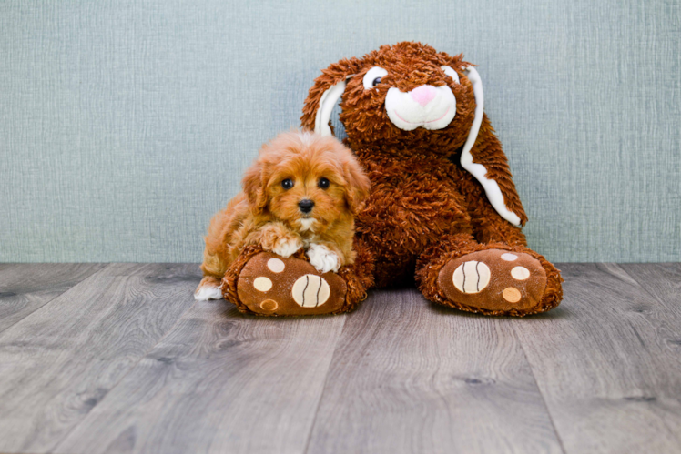 Adorable Cavoodle Poodle Mix Puppy