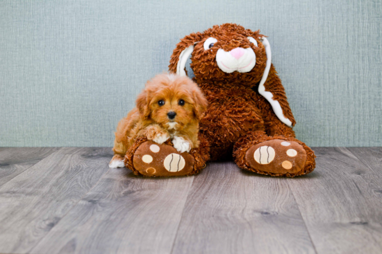 Adorable Cavoodle Poodle Mix Puppy