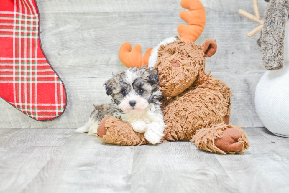 Havanese Puppy for Adoption