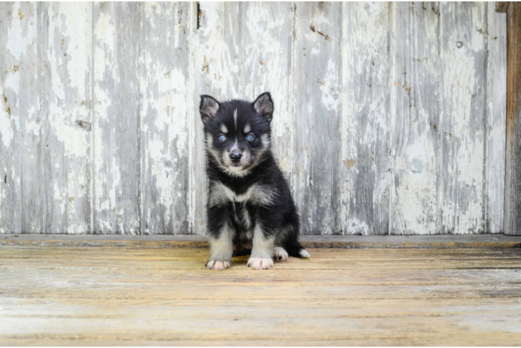 Pomsky Puppy for Adoption