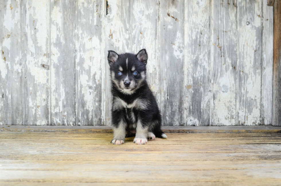 Pomsky Puppy for Adoption