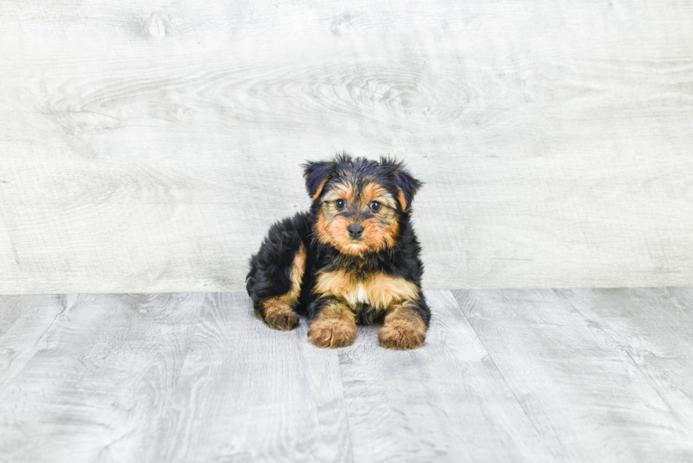 Meet Lisa - our Yorkshire Terrier Puppy Photo 