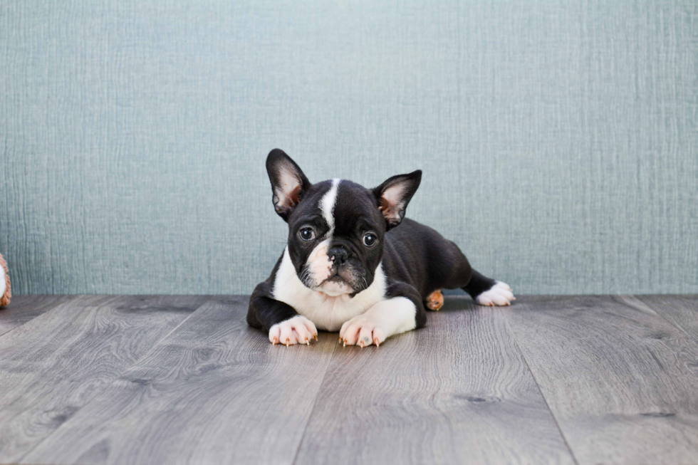 Friendly French Bulldog Baby