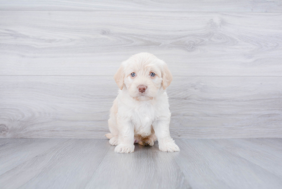 Cute Mini Labradoodle Baby