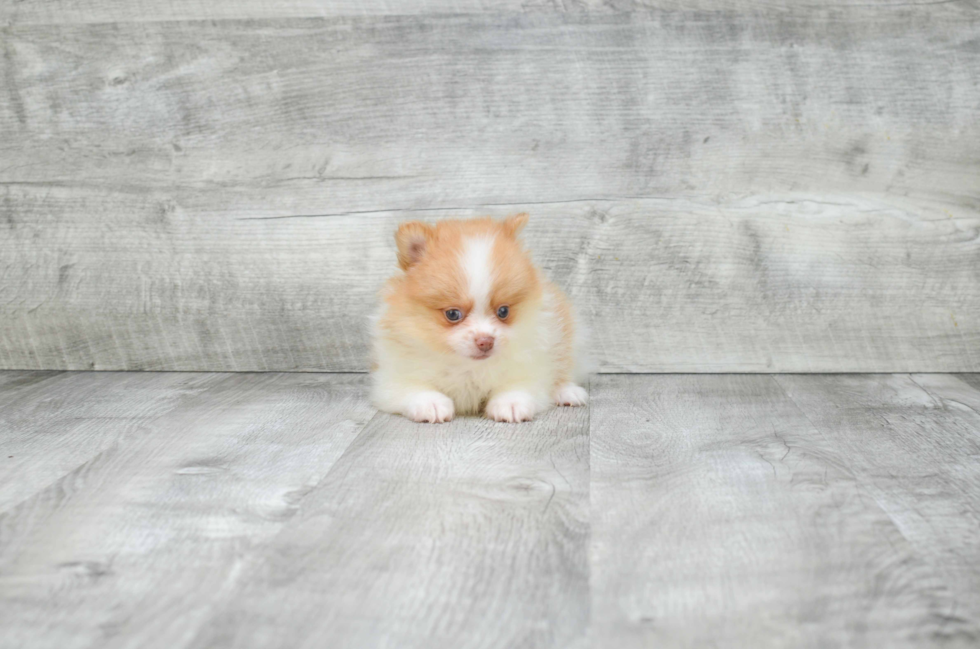 Popular Pomeranian Baby