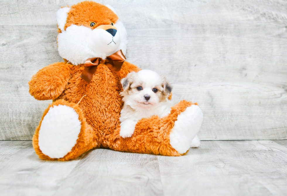 Friendly Teddy Bear Baby