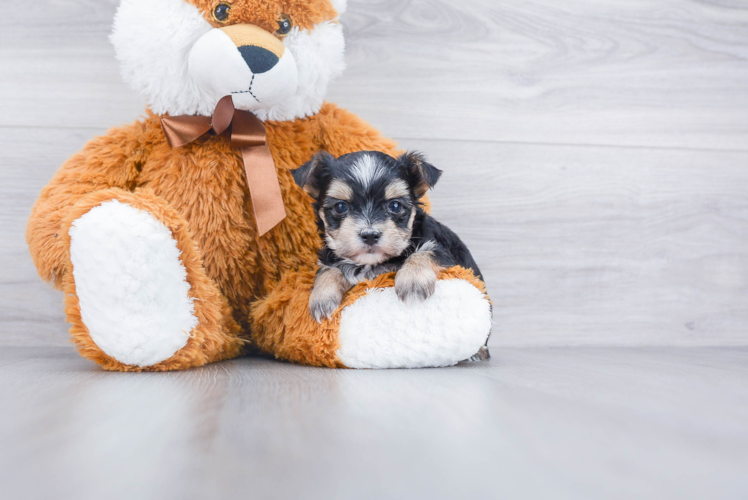 Friendly Morkie Baby