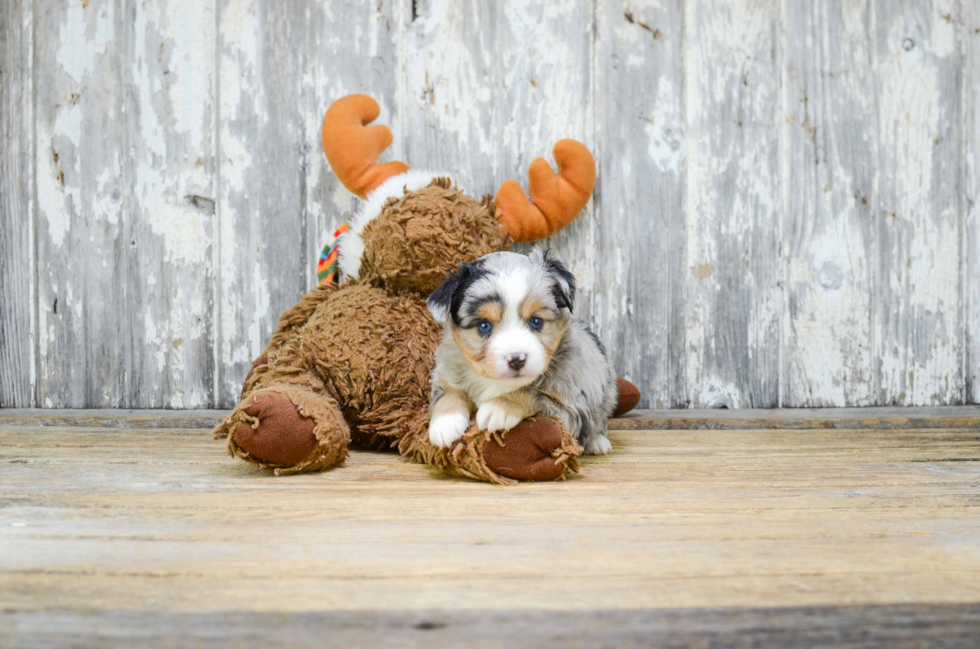 Mini Aussiedoodle Pup Being Cute