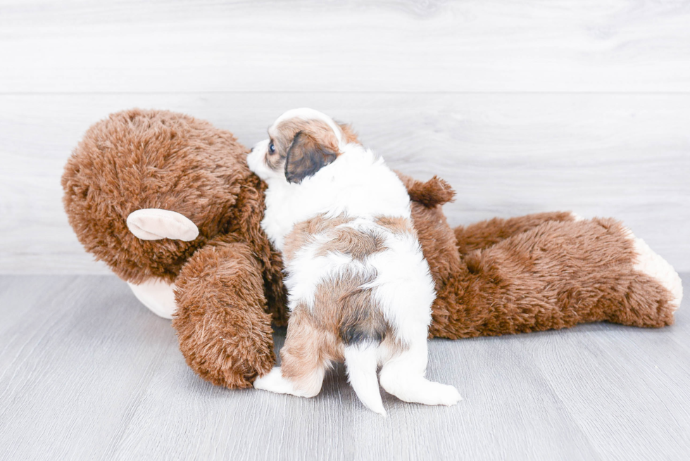 Best Cavachon Baby