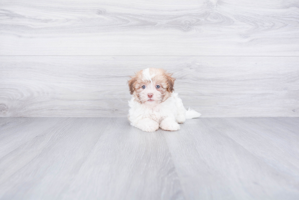 Havanese Pup Being Cute