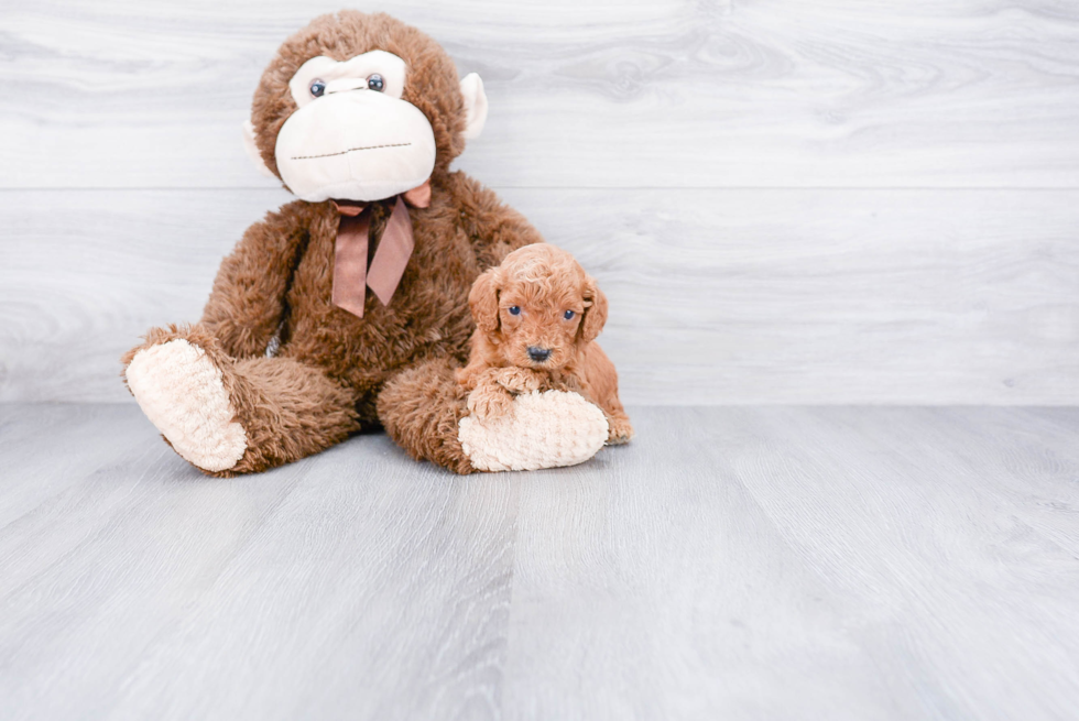 Funny Cockapoo Poodle Mix Pup