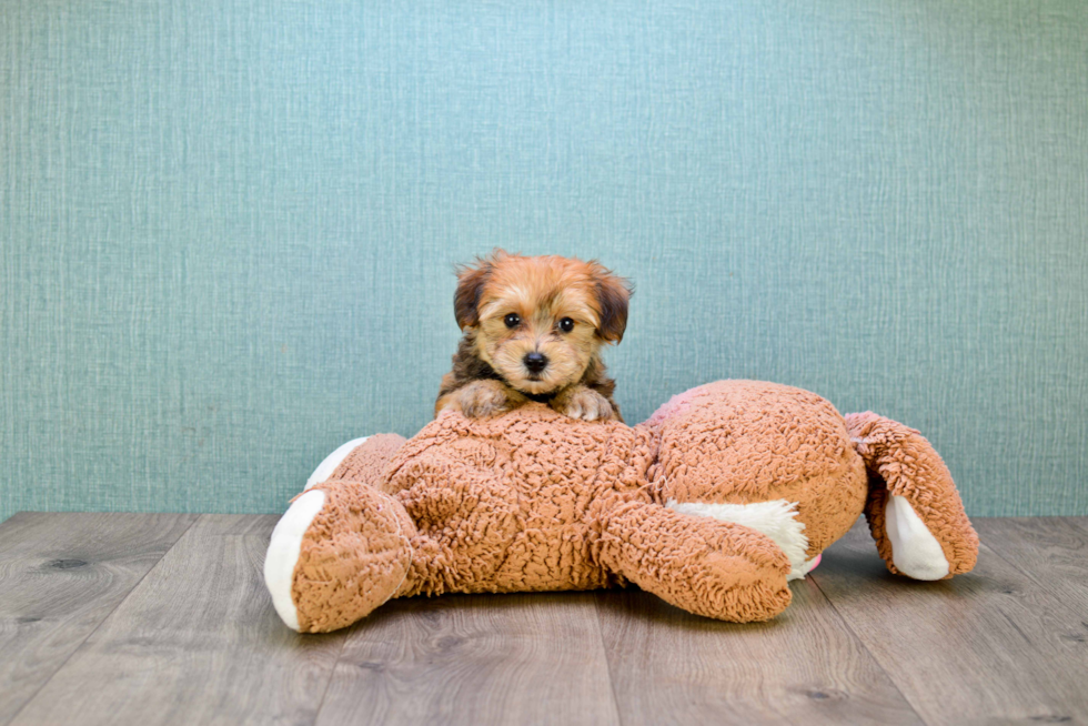 Small Morkie Baby