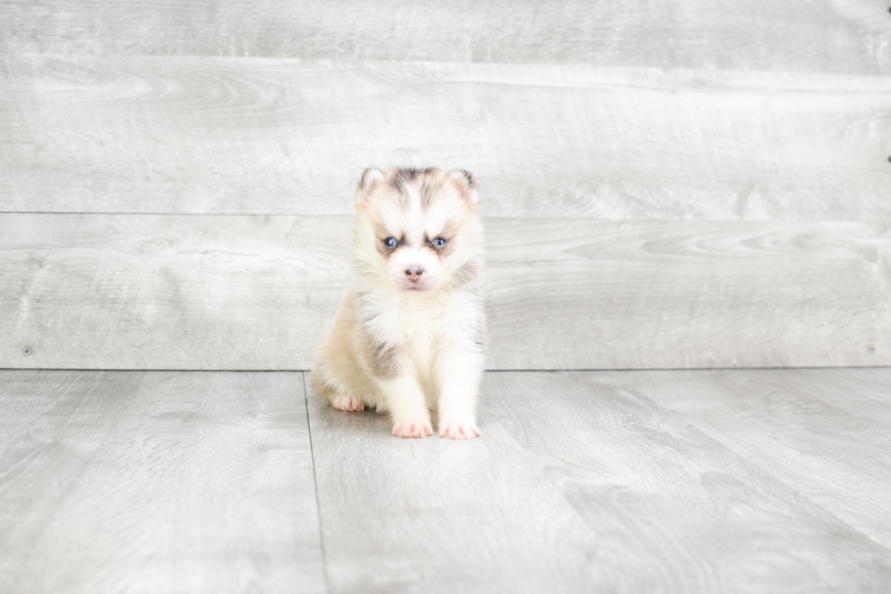 Pomsky Pup Being Cute