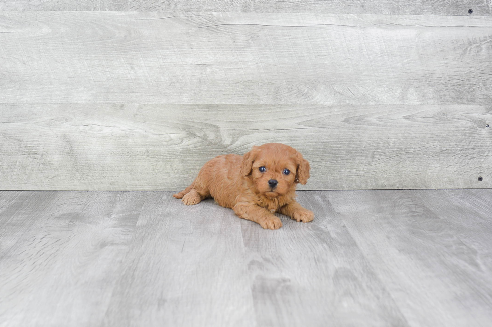 Cavapoo Pup Being Cute