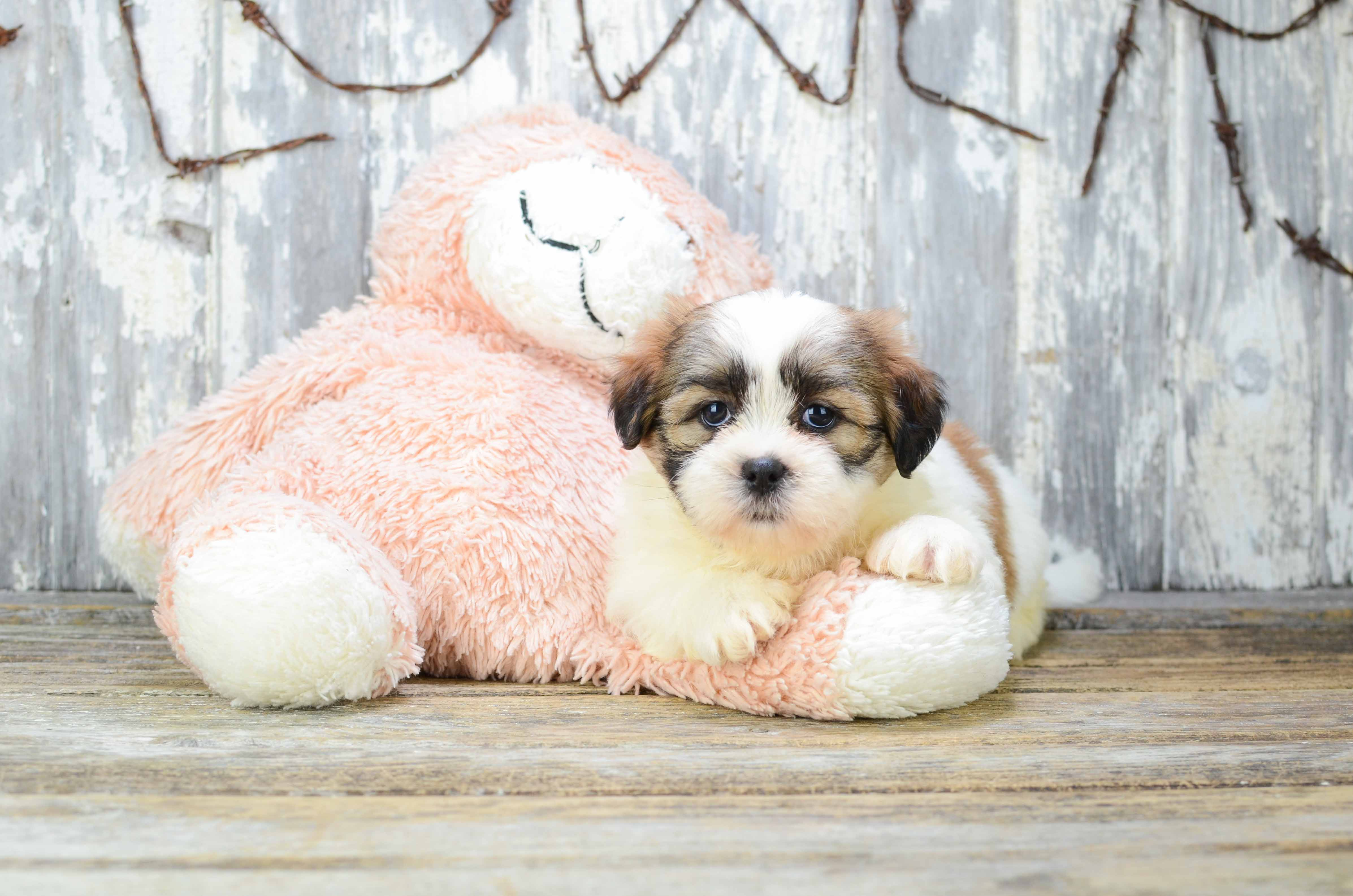 Energetic Shitzu Designer Puppy