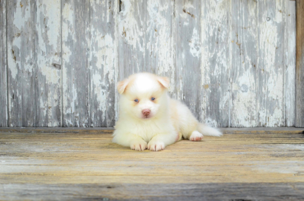 Fluffy Pomsky Designer Pup