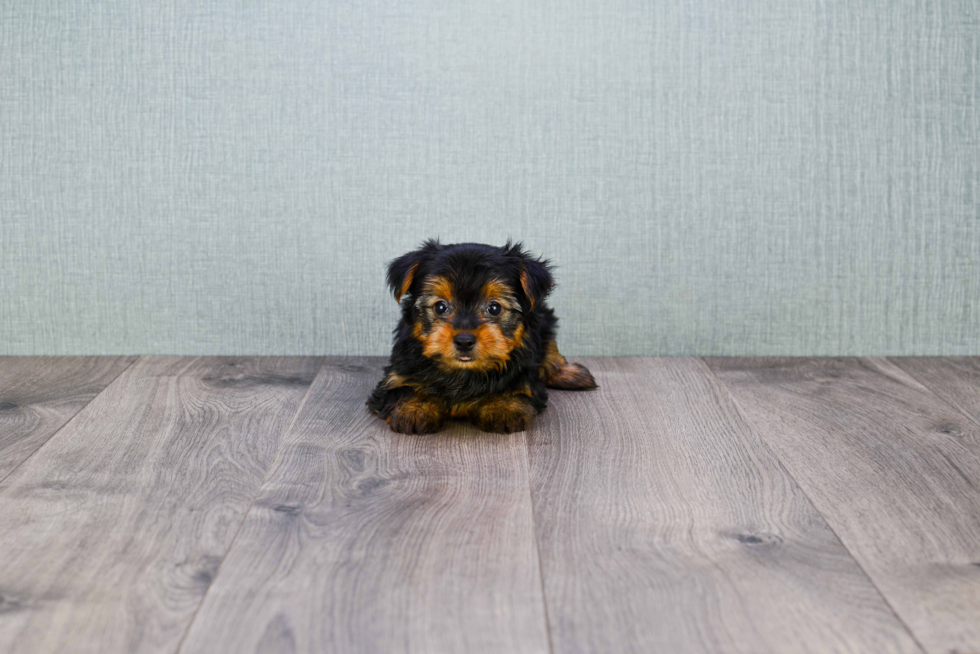 Meet Steph - our Yorkshire Terrier Puppy Photo 