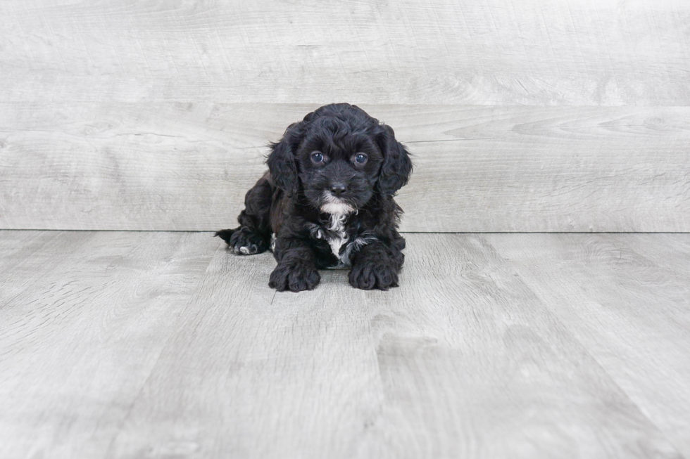 Cavapoo Puppy for Adoption