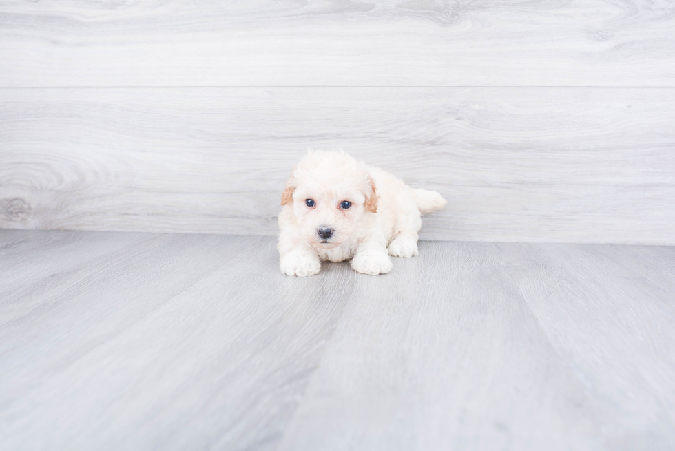Maltipoo Puppy for Adoption