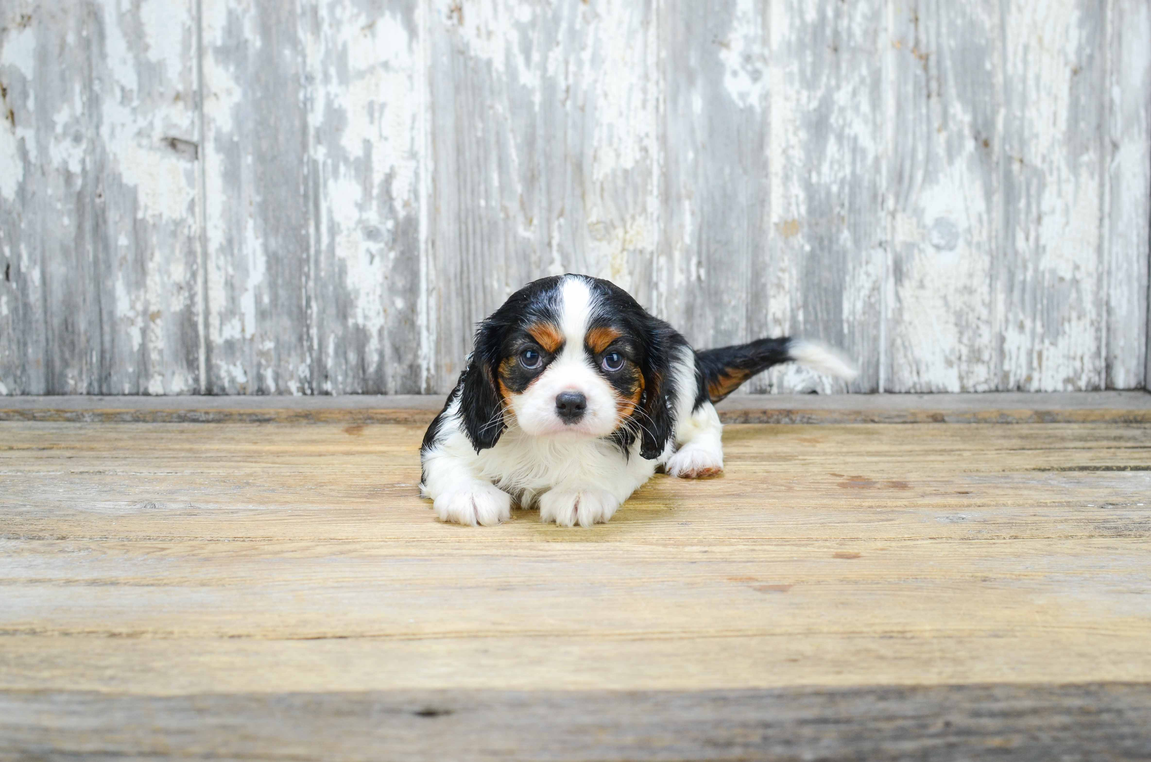 Funny Cavalier King Charles Spaniel Baby