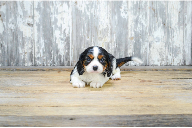 Funny Cavalier King Charles Spaniel Baby