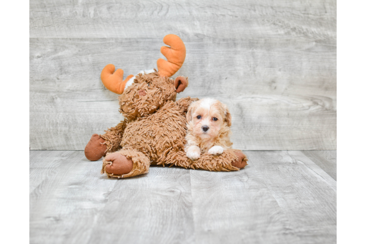 Cute Maltipoo Baby