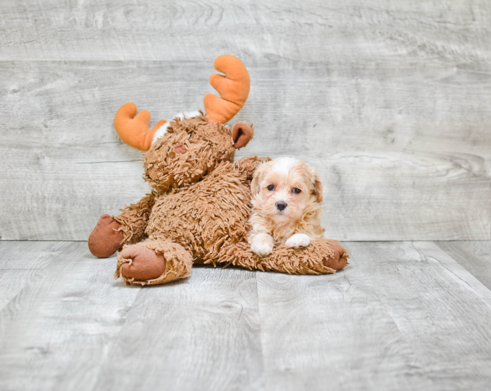 Cute Maltipoo Baby