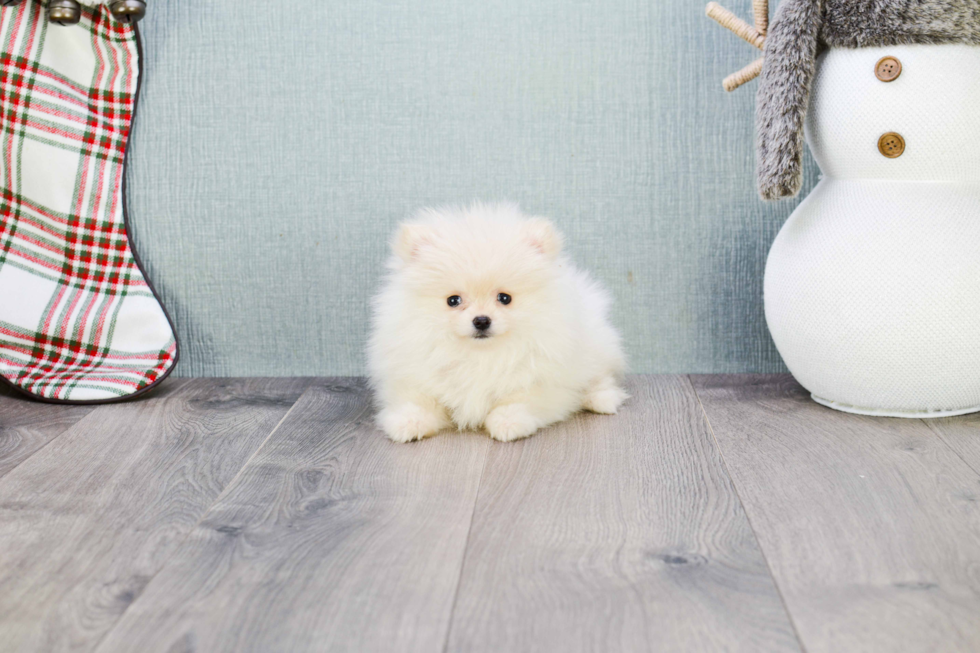 Pomeranian Puppy for Adoption