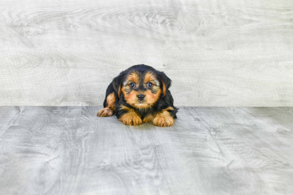 Meet Lisa - our Yorkshire Terrier Puppy Photo 