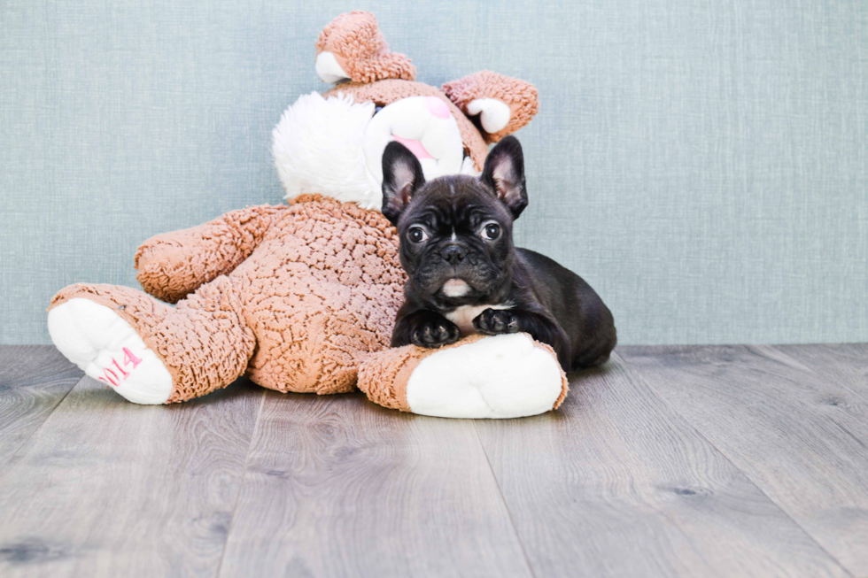 Hypoallergenic French Bulldog Purebred Pup