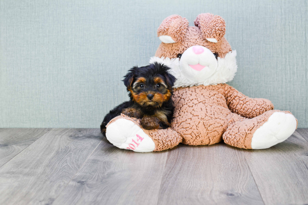 Meet Twinkle - our Yorkshire Terrier Puppy Photo 