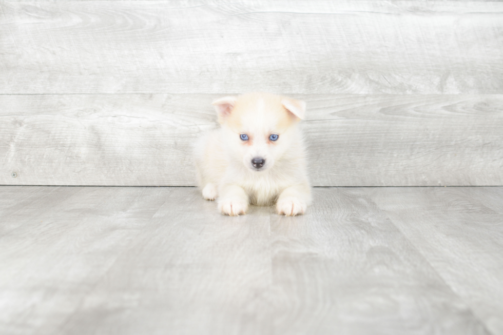 Pomsky Puppy for Adoption