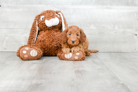 Popular Mini Goldendoodle Poodle Mix Pup