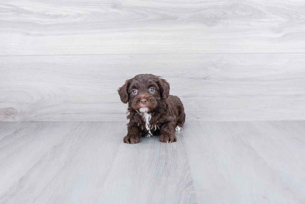 Best Mini Aussiedoodle Baby