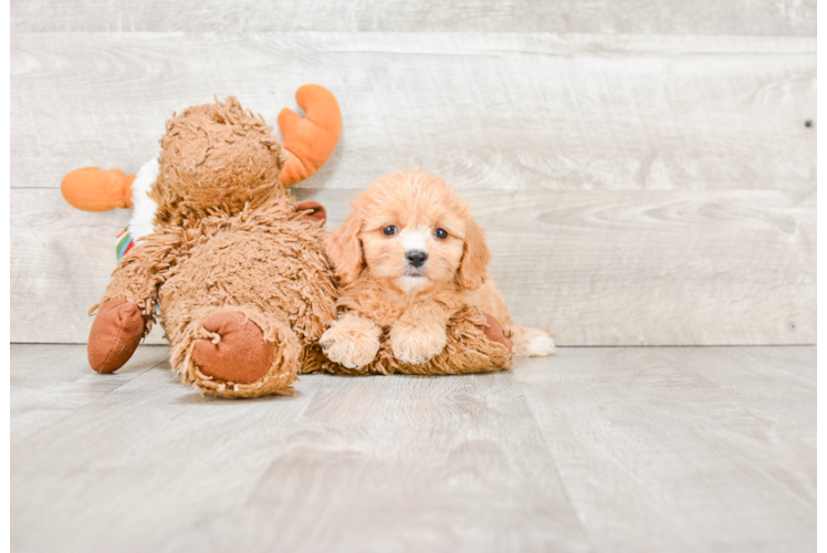 Energetic Cavalier Designer Puppy