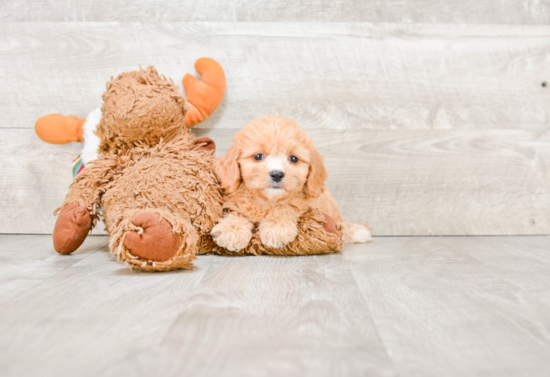 Energetic Cavalier Designer Puppy