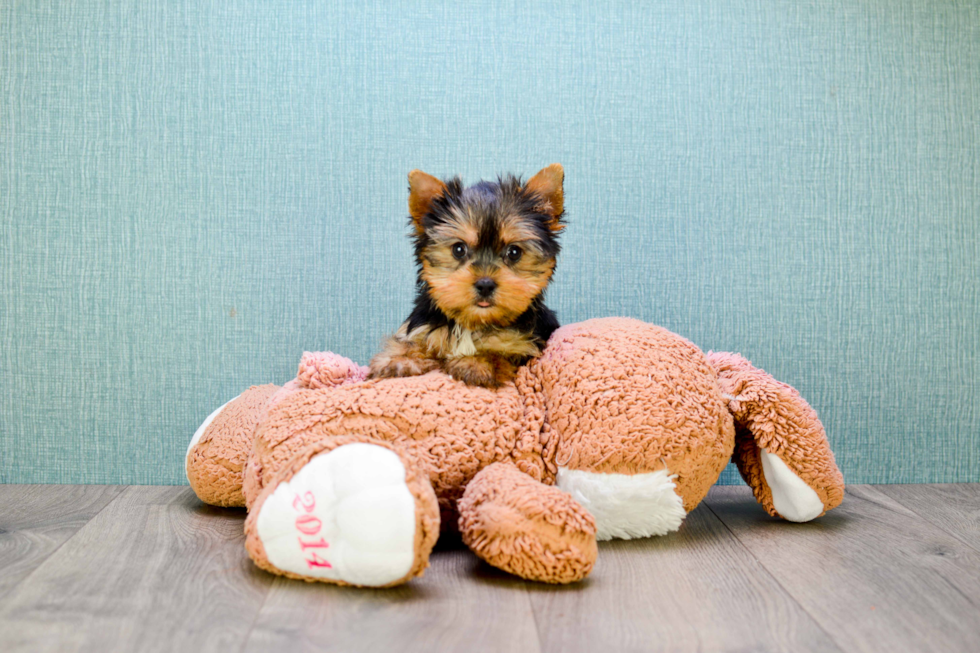 Meet Rocky - our Yorkshire Terrier Puppy Photo 