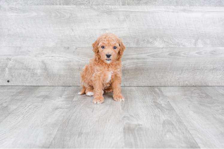 Friendly Mini Goldendoodle Baby