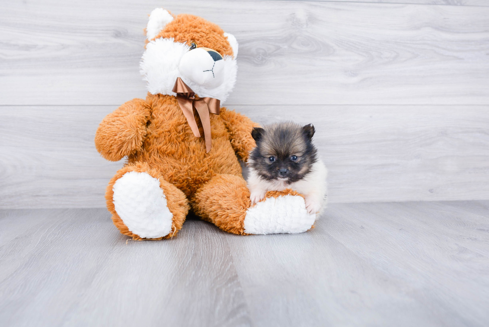 Cute Pomeranian Purebred Puppy