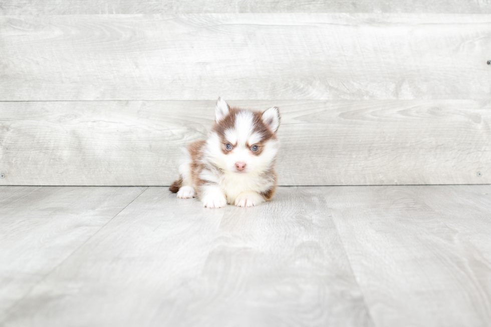 Pomsky Puppy for Adoption