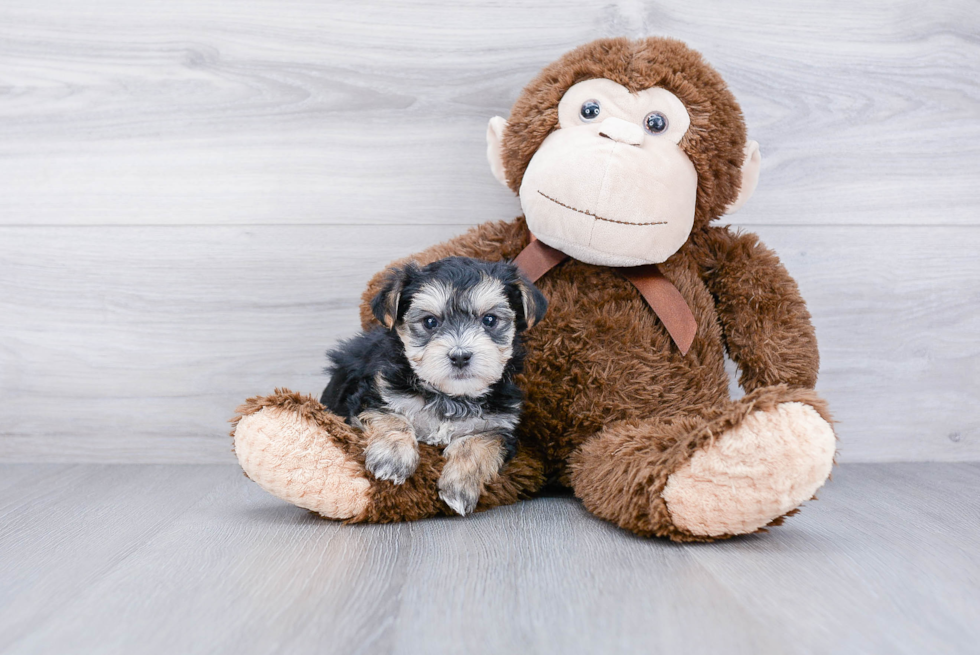 Playful Yorkie Designer Puppy