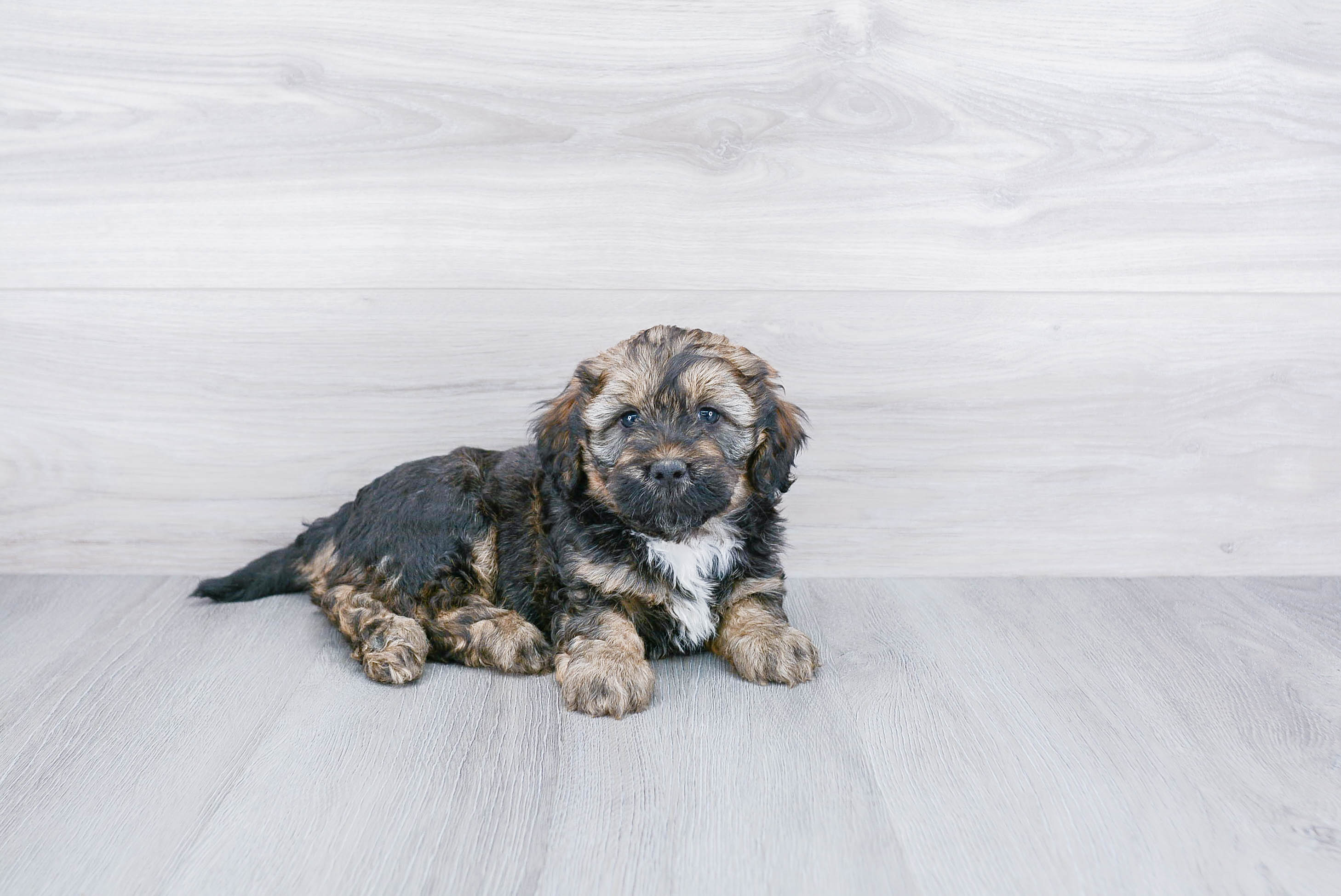 Fluffy Mini Bernedoodle Poodle Mix Pup