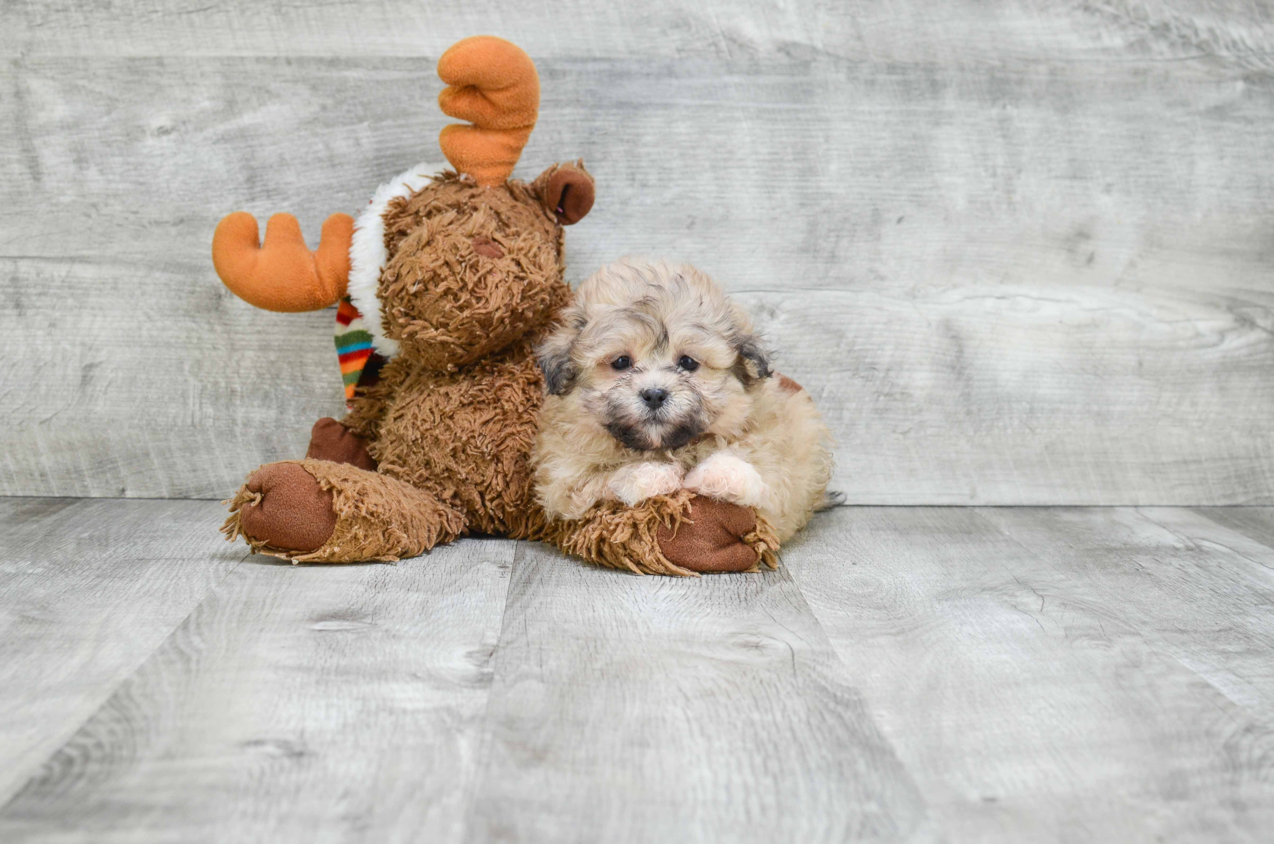 Teddy Bear Pup Being Cute